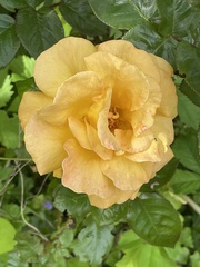 Rosa foetida