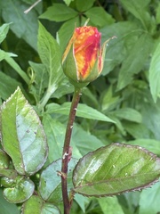 Rosa foetida
