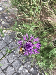 Centaurea scabiosa