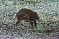 Axis porcinus porcinus