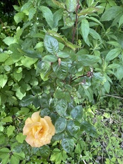 Rosa foetida