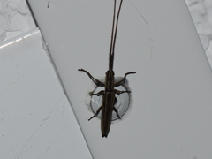 Hippopsis lemniscata