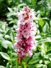 Bistorta affinis