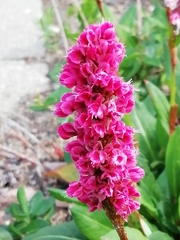 Bistorta affinis