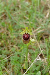 Ophrys sphegodes