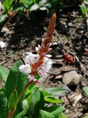 Bistorta affinis