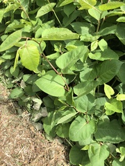 Reynoutria × bohemica