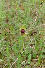 Ophrys sphegodes