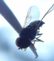 Microchrysa flavicornis