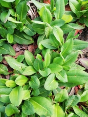 Bistorta affinis