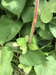 Reynoutria × bohemica