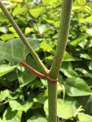 Reynoutria × bohemica