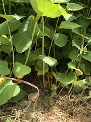 Reynoutria × bohemica