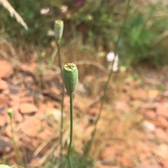 Papaver dubium