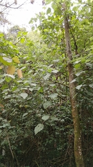 Urera caracasana