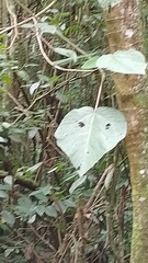 Urera caracasana