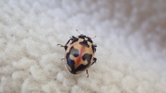 Hippodamia parenthesis