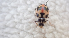 Hippodamia parenthesis