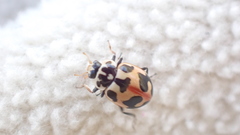 Hippodamia parenthesis