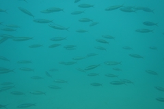 Caesio caerulaurea