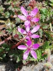 Erodium cicutarium
