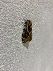 Hypercompe nemophila