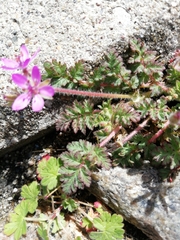 Erodium cicutarium