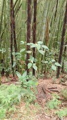 Miconia caudata