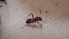Orectoderus