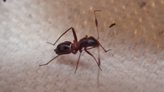 Orectoderus