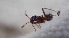 Orectoderus