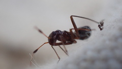 Orectoderus