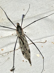 Tipula metacomet