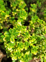 Thymus × citriodorus