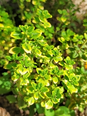 Thymus × citriodorus