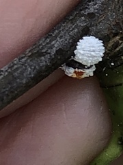 Phenacoccus dearnessi