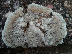 Protoparmeliopsis muralis