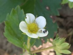 Anthrenus scrophulariae