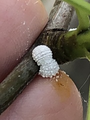 Phenacoccus dearnessi