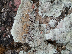 Protoparmeliopsis muralis