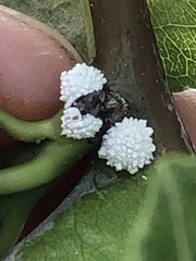 Phenacoccus dearnessi