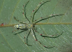 Schaenicoscelis guianensis