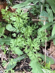 Leucospora multifida
