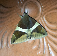 Bastilla crameri