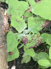 Norvellina chenopodii