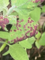 Norvellina chenopodii