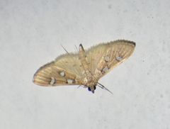 Cotachena pubescens