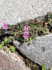 Erodium cicutarium