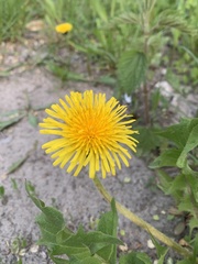 Taraxacum officinale