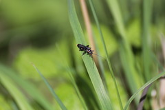 Cantharis obscura